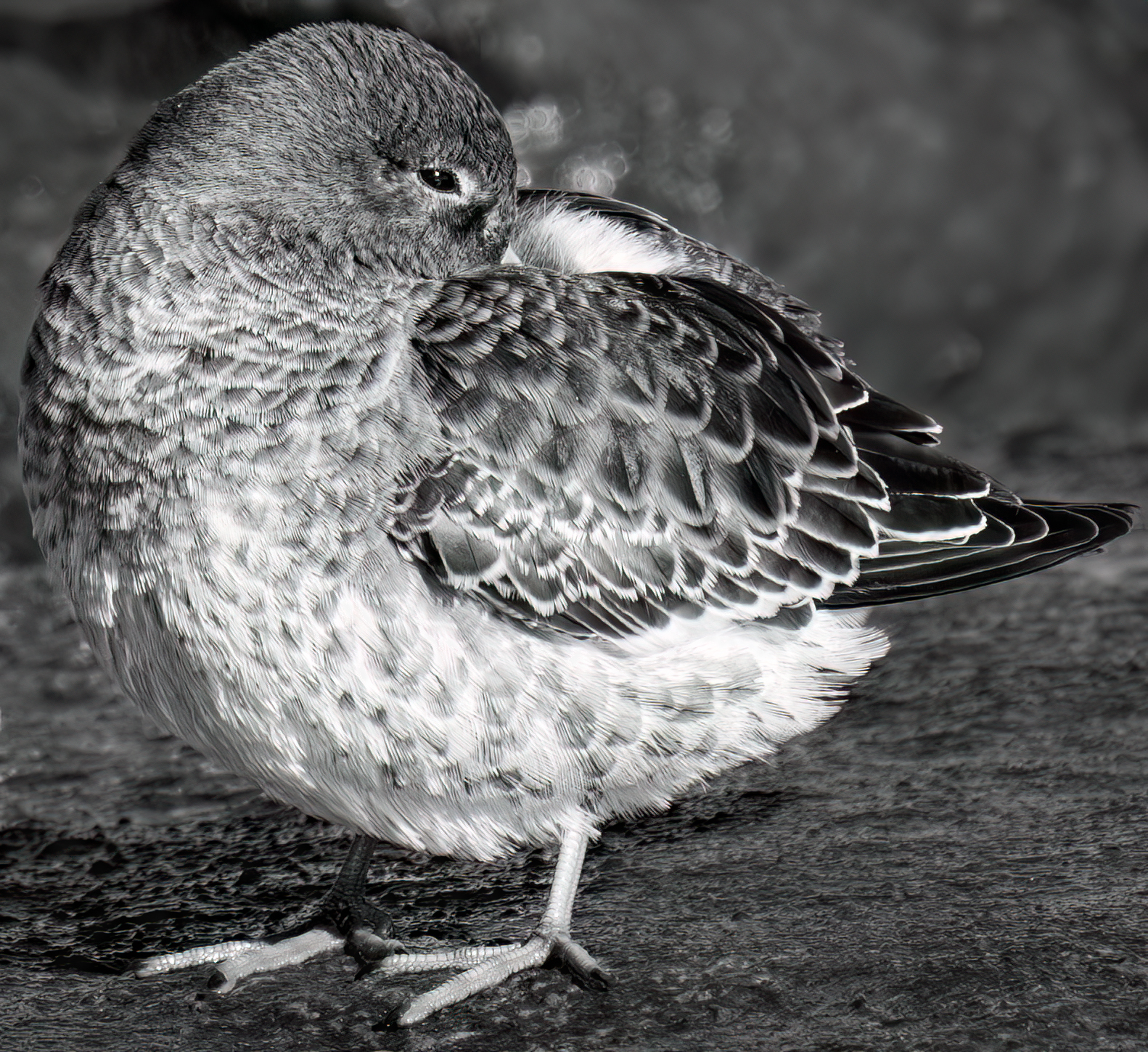 Open Mono 3rd   Preening Purple Sandpiper   by  Gregory Rinker.jpg